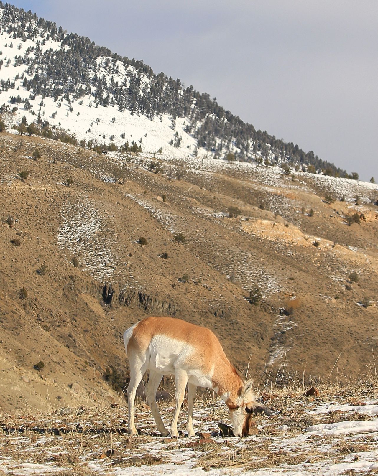 Pronghorn Antelope Grazes